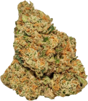 BANANA CREAM CAKE SATIVA