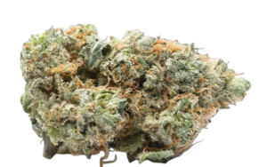 Super Glue Indica Dominant Hybrid